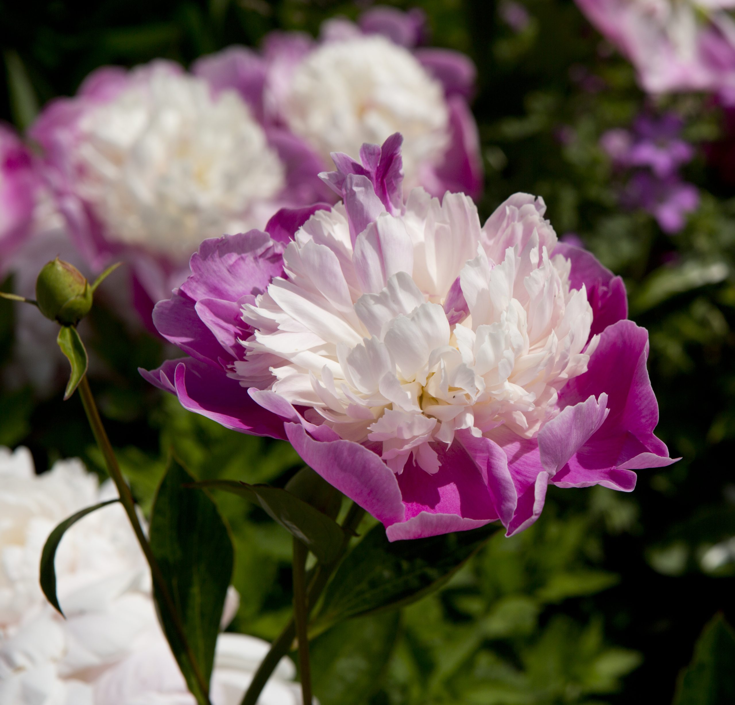 The world’s best herbaceous peonies | Dansk Pæonselskab