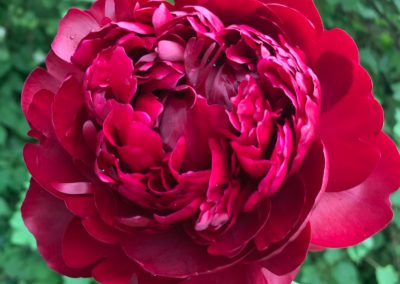 Årets pæon 2025 Foto Per Kim Petersen